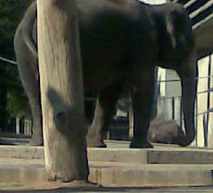Elefant