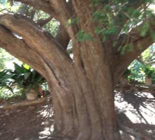 Gartenanlage - Tausendjährige Eibe