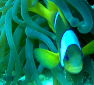 Tauchbasis Extra-Divers Dahab