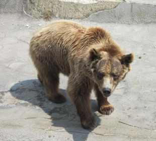 Braunbär