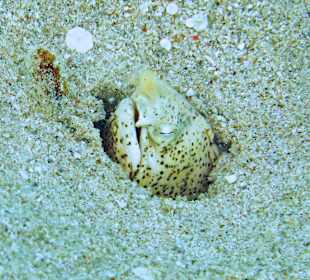 Marmorierter Schlangenaal