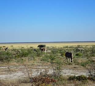 Etosha