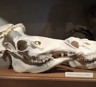 Impressionen aus der Sammlung des Museums