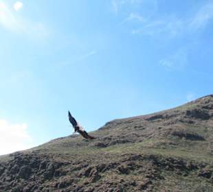 Greifvogelshow - Weißkopf-Seeadler im Anflug