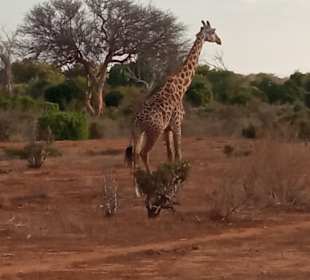 Tsavo West Nationalpark