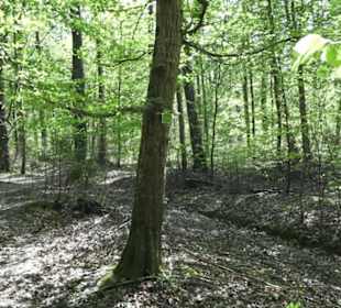 Wanderweg Hochgehwachsen