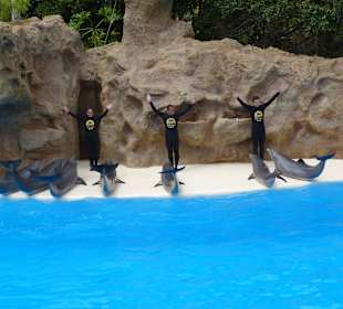 Arbeiten mit den Delfinen