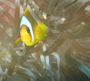 Nemo