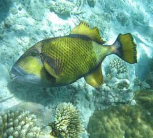 Ein Riese von Riesendrücker