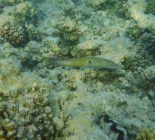 Zigarrenlippfisch