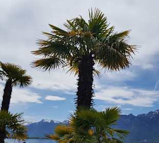 Palmen in Montreux