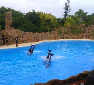 Ausflüge. Loro Park