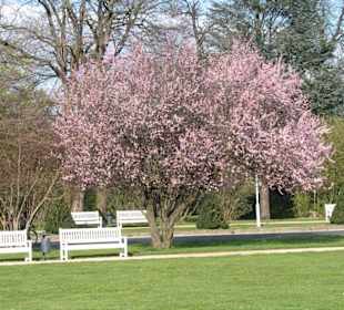 Mandelblüte im Großen Garten