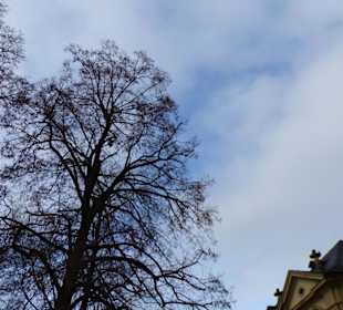 Hohe Bäume im Südgarten