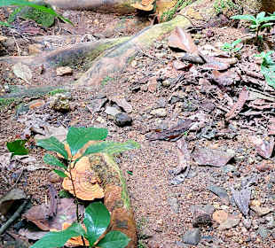 Parque Natural Obô do Príncipe