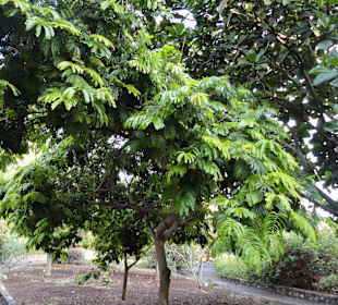 Parque Botánico de Maspalomas