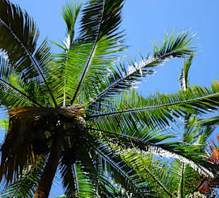 Palmengarten an der Anse des Cascades