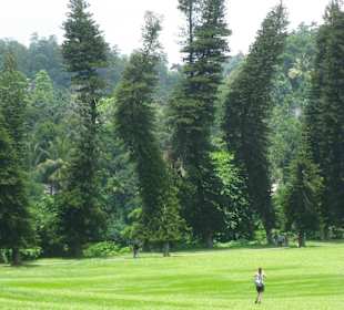 "Drunken Trees" im Botanischen Garten