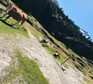 Wandern Sesvennahütte Mals/Malles Venosta