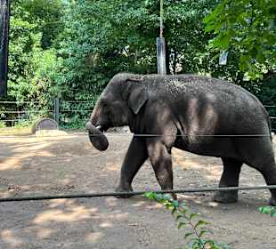 Elefant