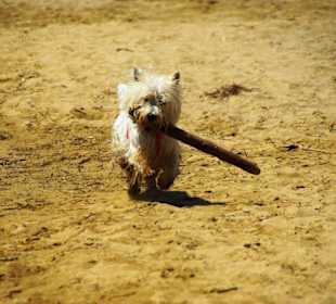 Genug Stecken gibt es vor Ort