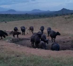 Wasserloch-Ngulia-Lodge