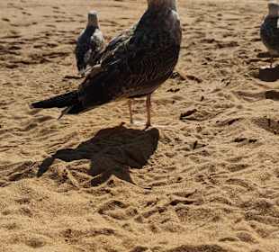 Praia de Nossa Senhora da Rocha