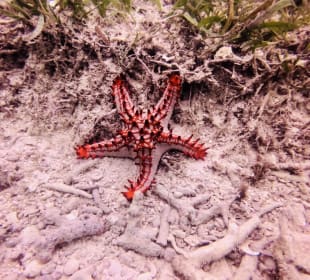 Tauchen & Schnorcheln Diani Beach