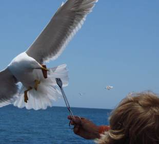 Fütterung der Albatrosse 2