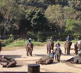 Elefantencamp Chiang Mai