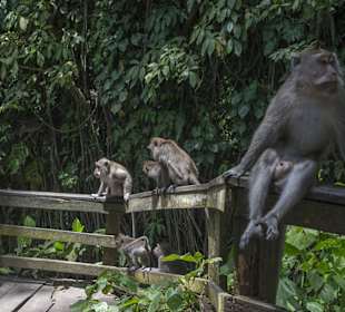 Und noch mehr Affen