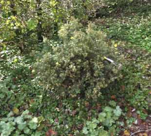 Kneipp`scher Sinnesgarten