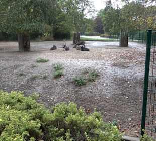 Tierpark
