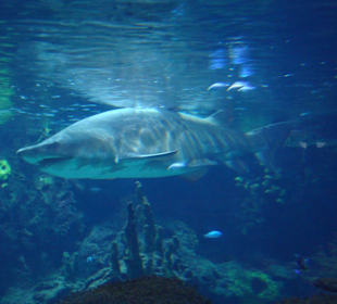 Hai - Zoologischer Garten