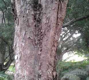 Botanischer Garten Kirstenbosch