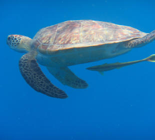 Schildkröte mit Schiffshalterfisch