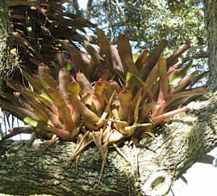 Marie Selby Botanical Gardens in Sarasota