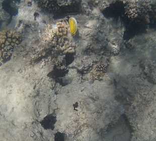 Schnorcheln Hurghada