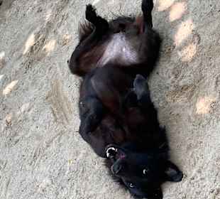 Dog and Cat Rescue Samui Foundation