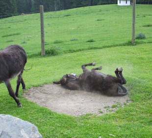 Im Streichelzoo fühlen sich auch Mulis "sauwohl"