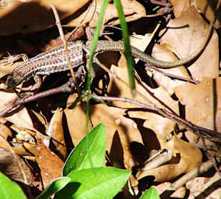 Kleiner Gecko im Nationalpark Enipeas Canyon