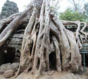 Ta Prohm