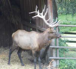 WildparkImpression September 2013