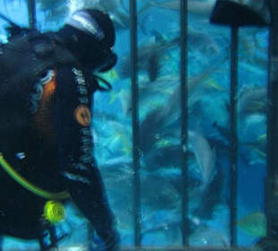 Im Käfig währen Fütterung 