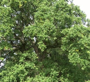 Naturdenkmal Sulzeiche Walddorf