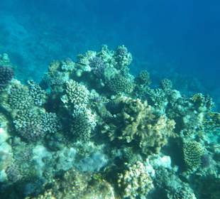 Hausriff beim Schnorcheln