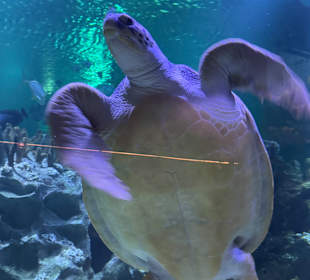 Aquaria KLCC