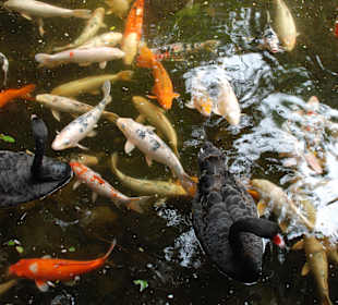 Viele Koikarpfen