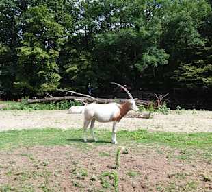 Zoo Wrocław