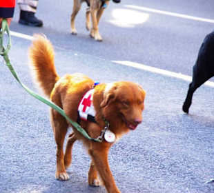 Wasser und Rettungstaffel Fürth